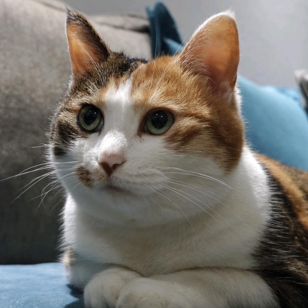 小猫