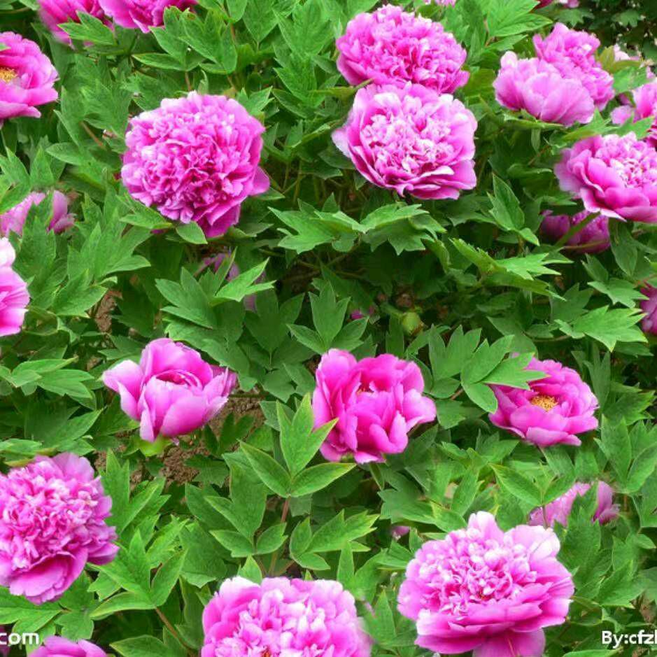 楞严净慧16813  轻资产规划师奢源