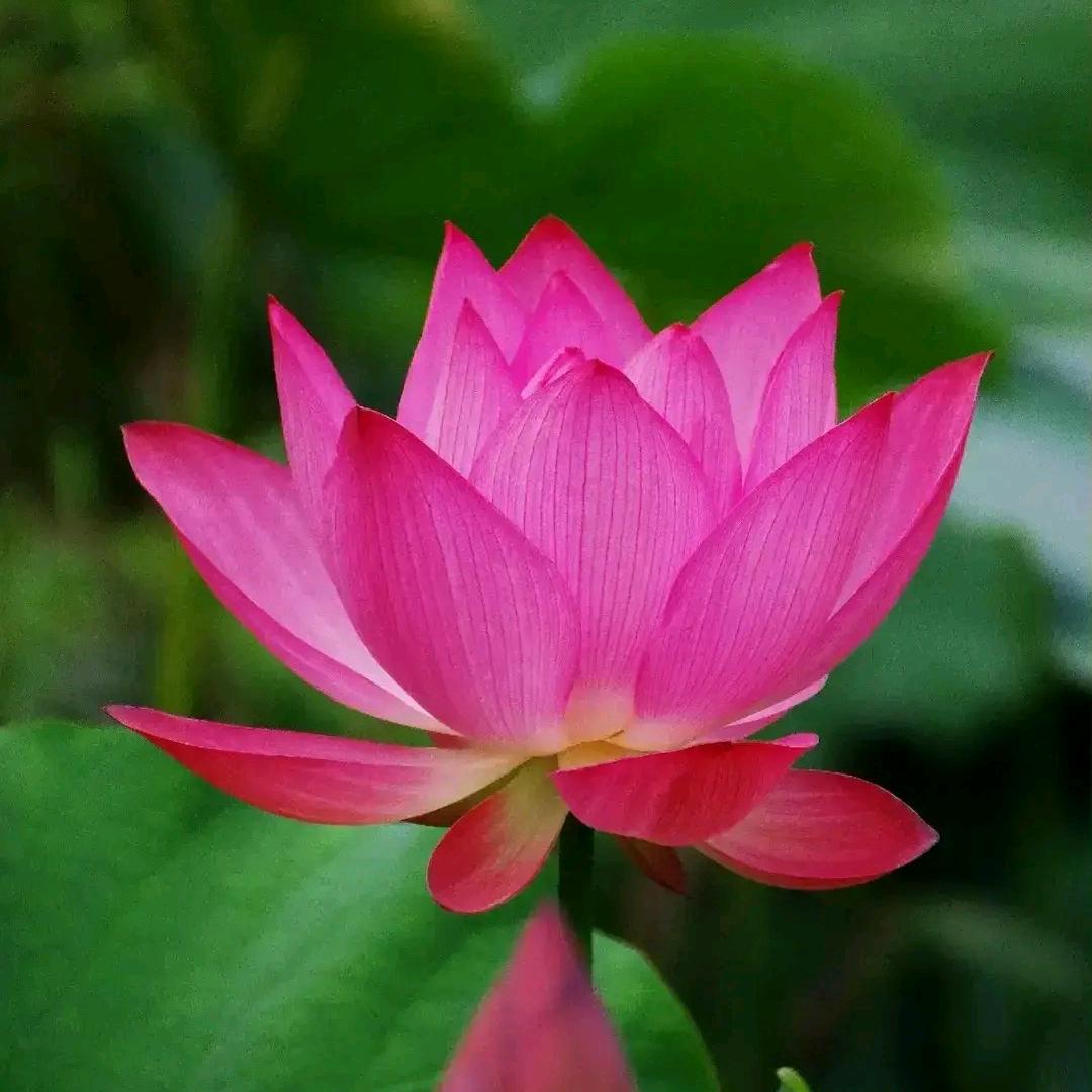 明月