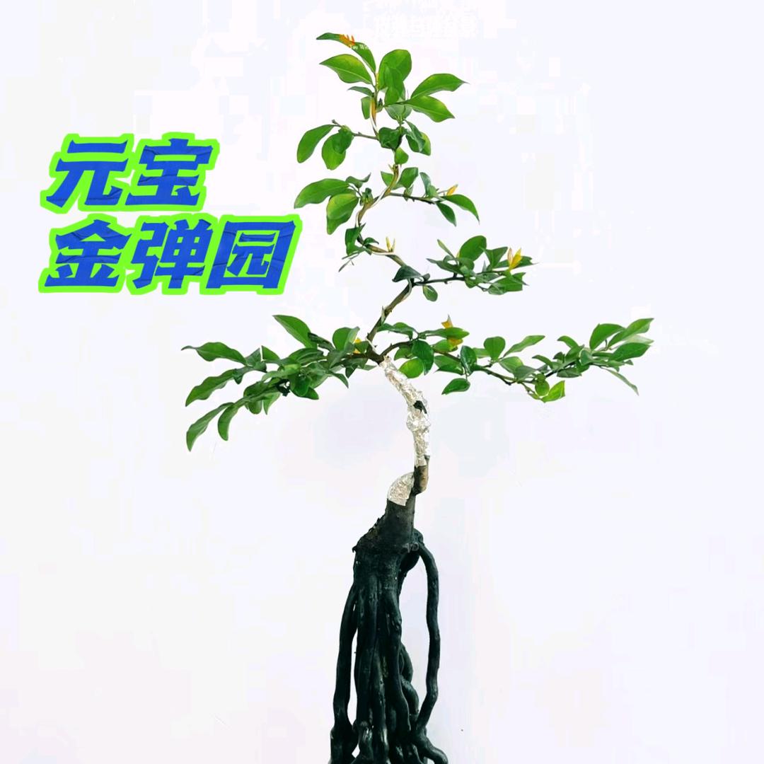元宝金弹园