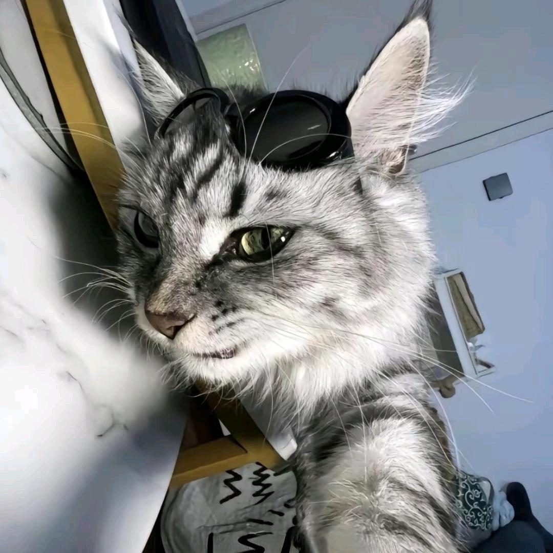 葡萄猫