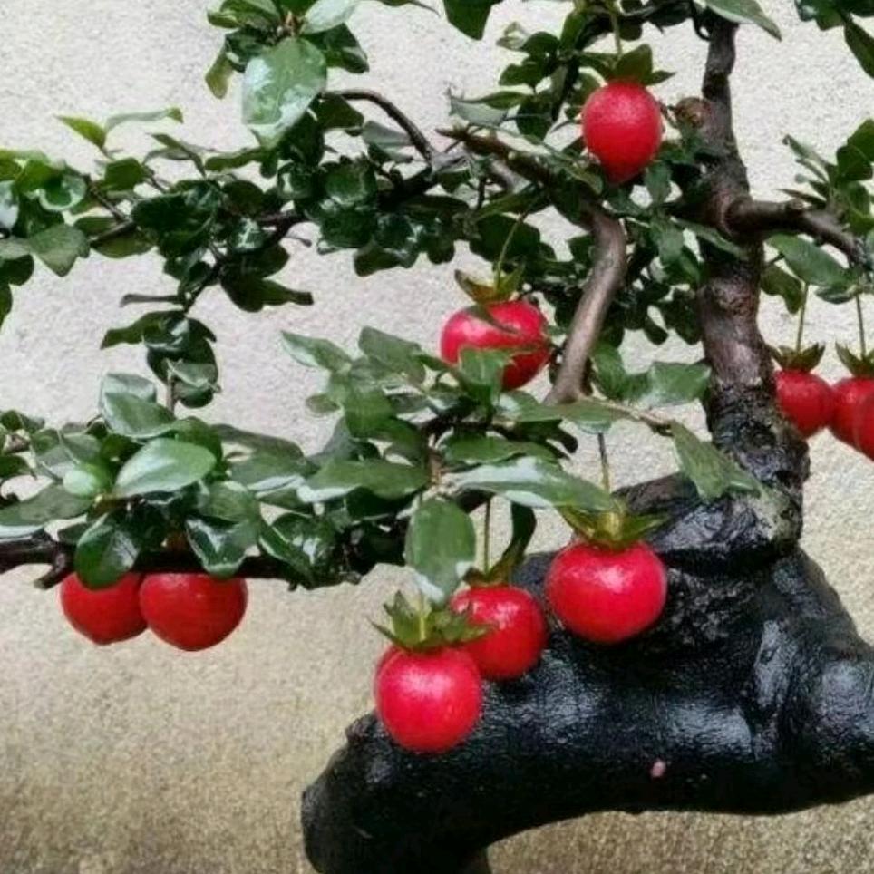 盆景搬运工金蛋蛋