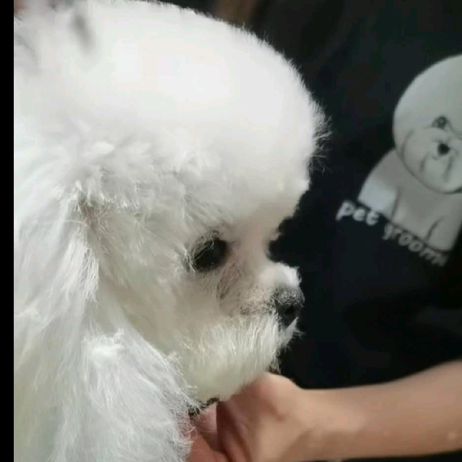 长春萌宠之家（家庭繁育如买狗配种私聊）