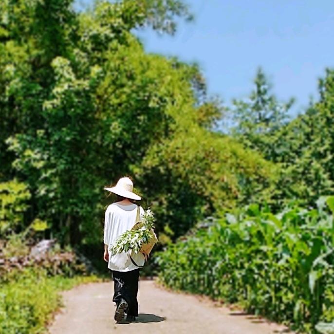 本草玩家