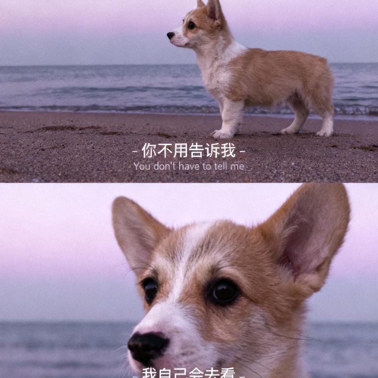 - 小短腿赴山海