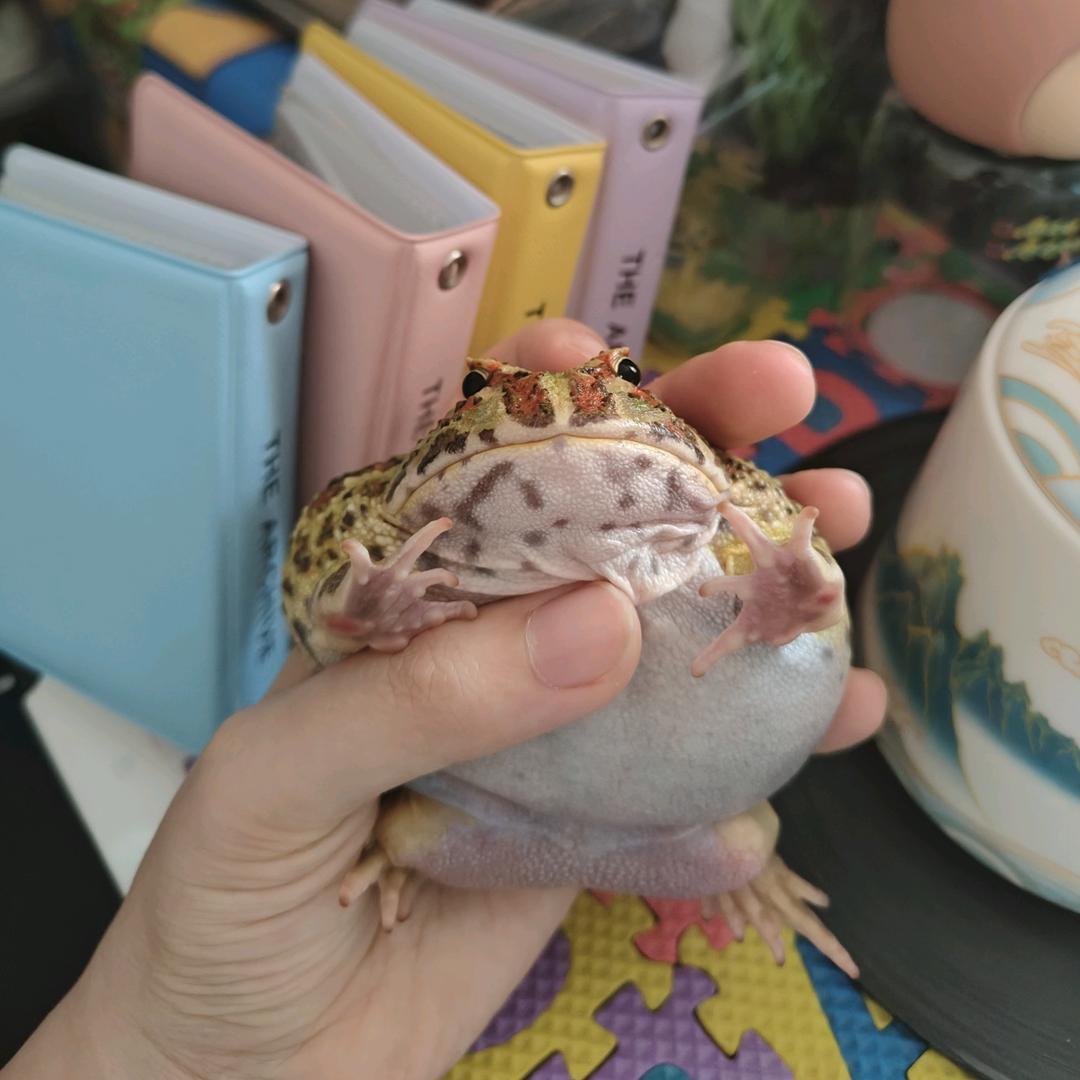 拳头转转 Jack Wong