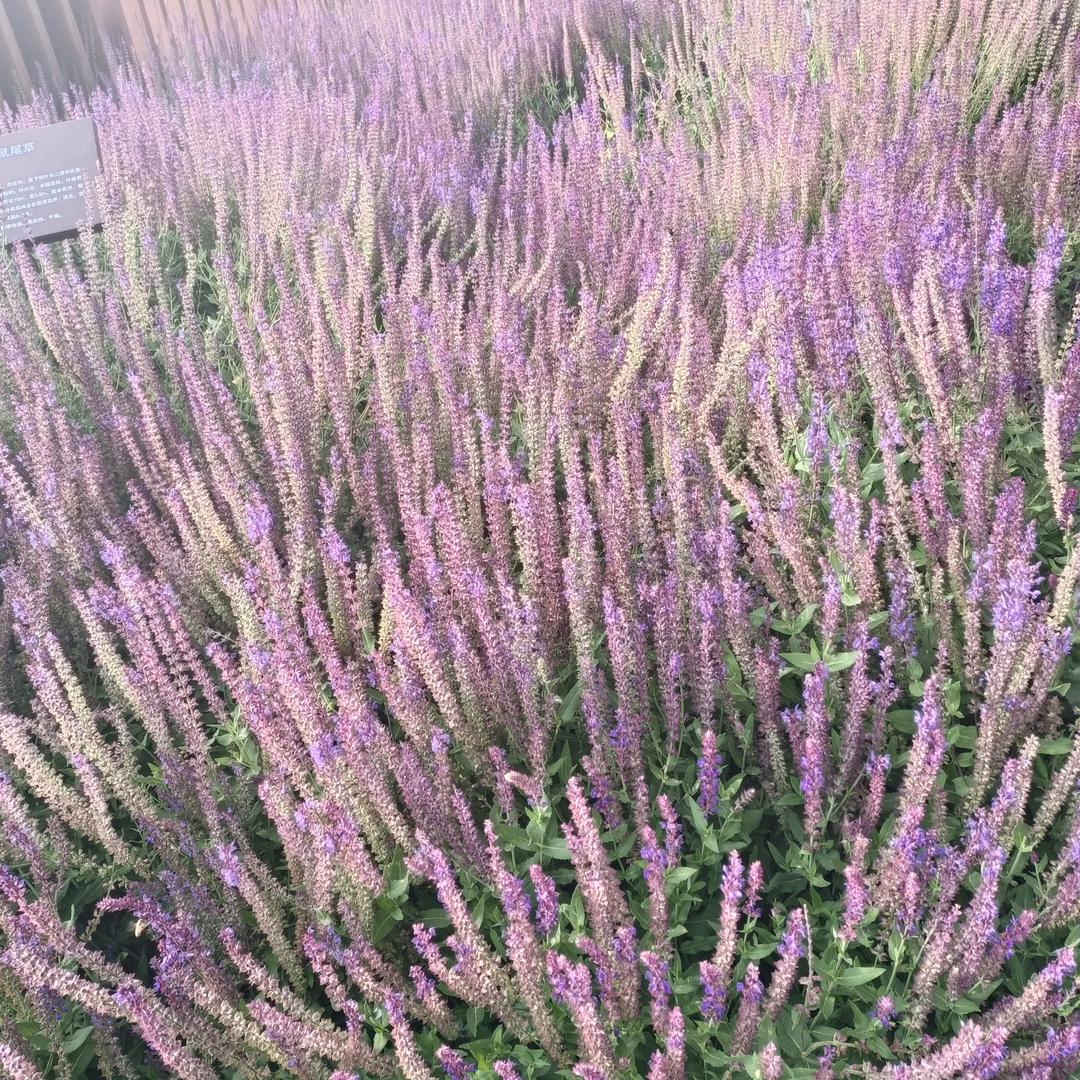 希望