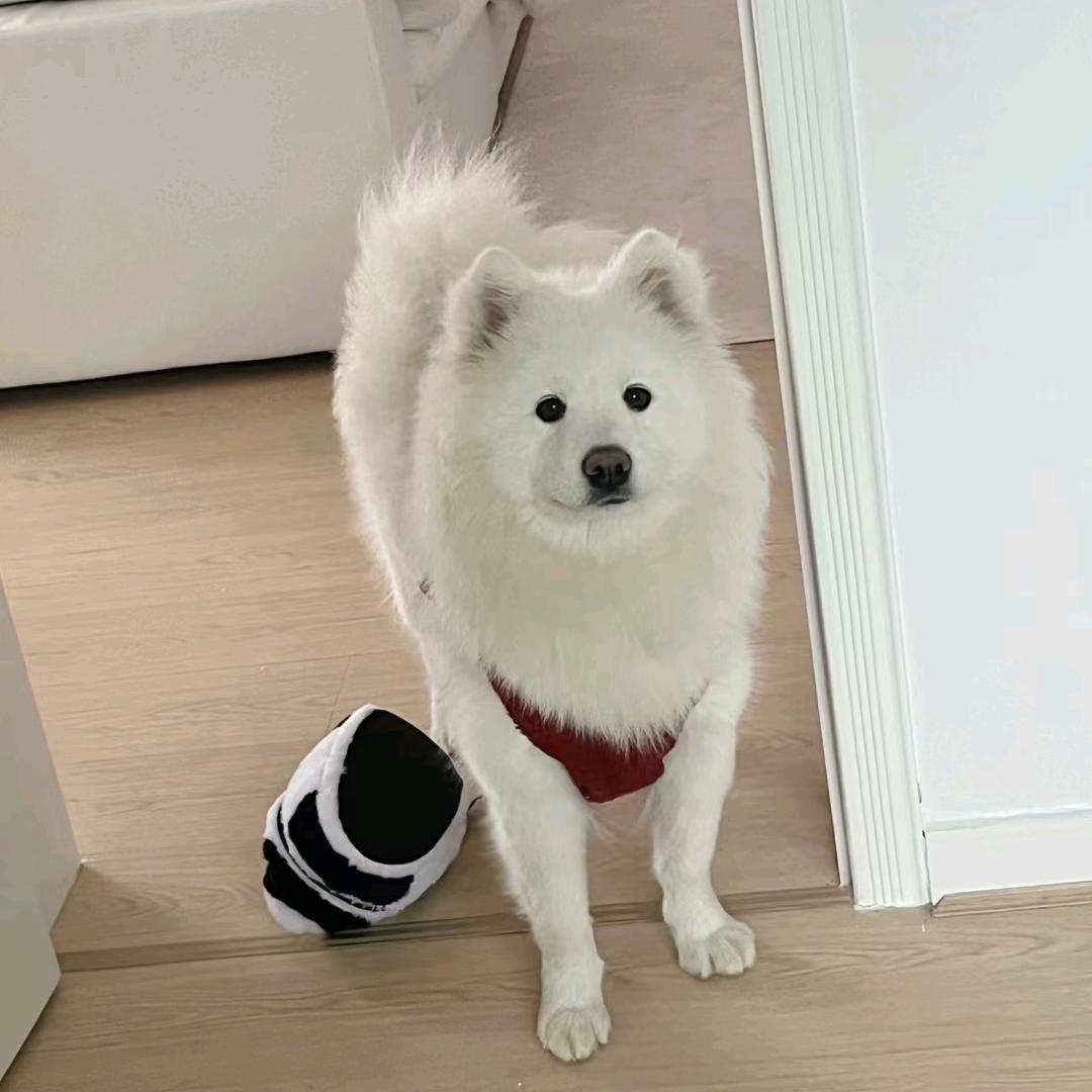 一只懒耶