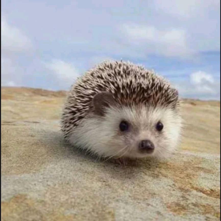 小陈