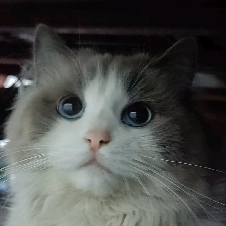 吾家有喵初长成