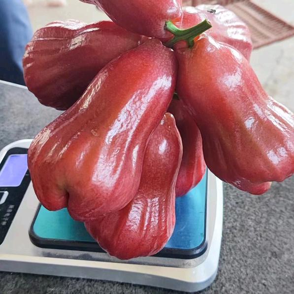 鑫龙发  专业莲雾