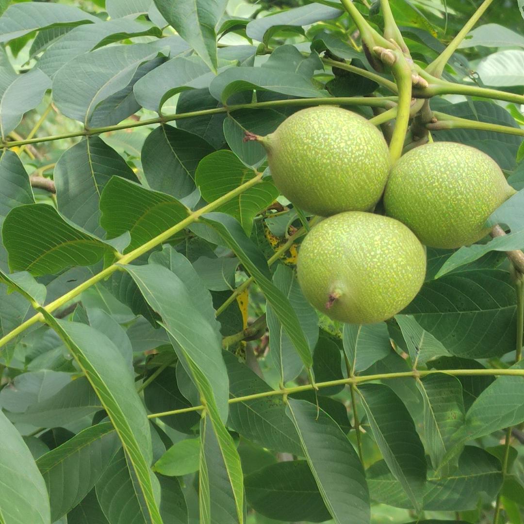 @惜缘@