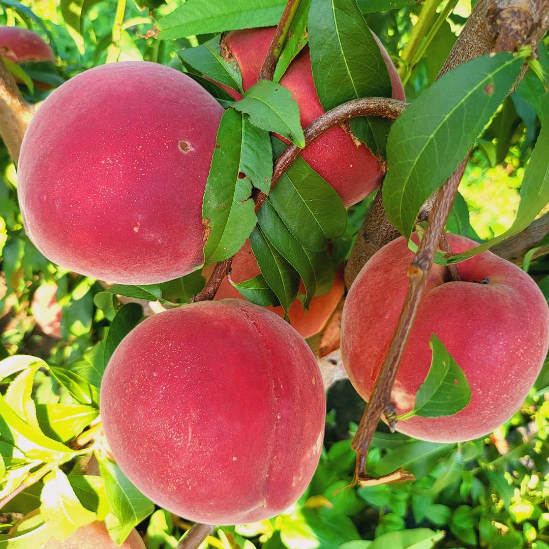 桃子公主🍑