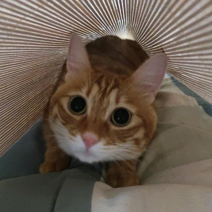 黄🍞