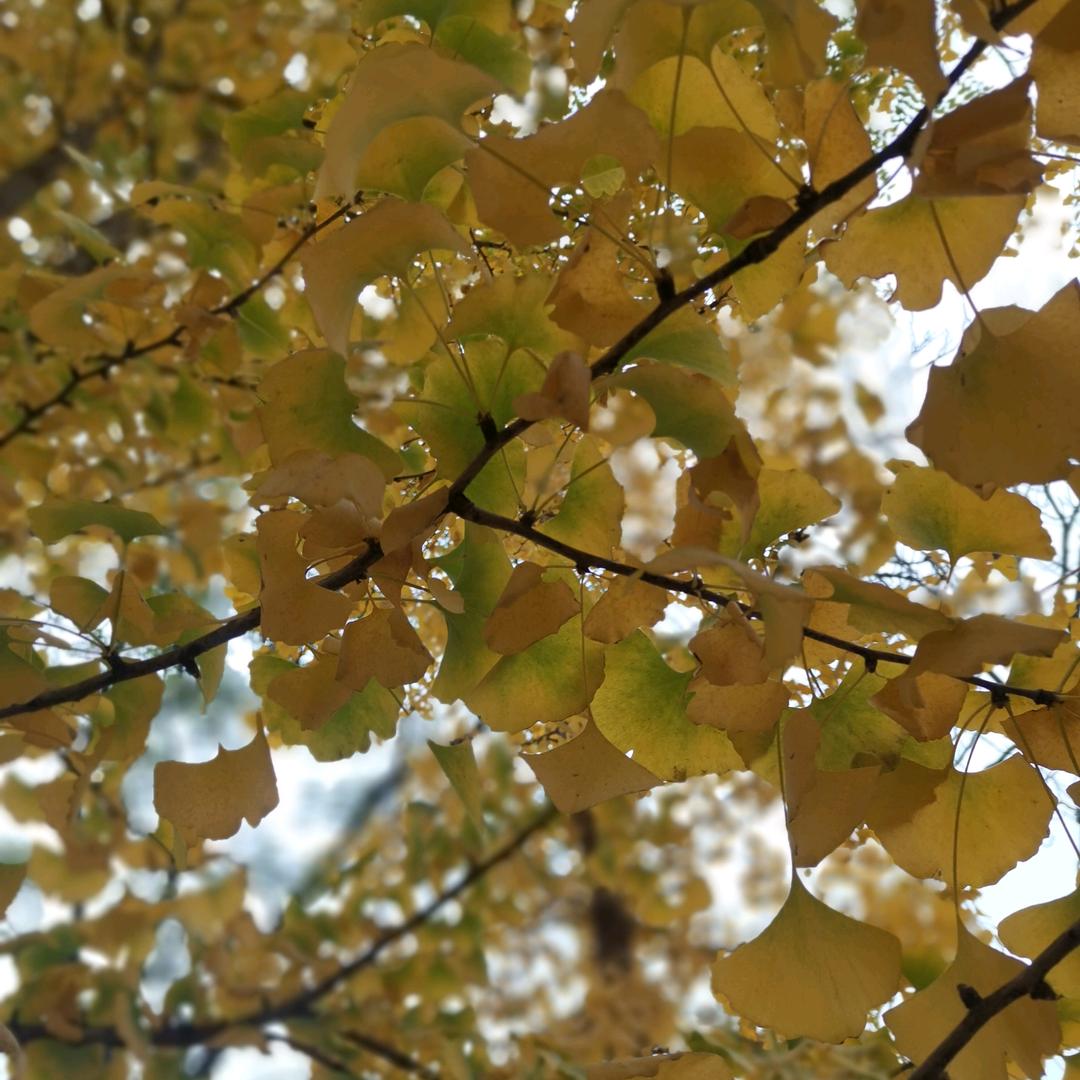 🌈*🌈部落🌈*🌈