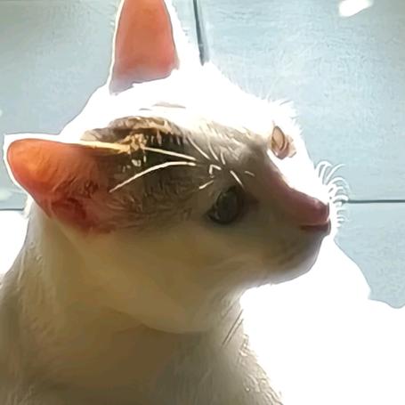 🇰🇭【爱猫的吃】柬埔寨注册会计师