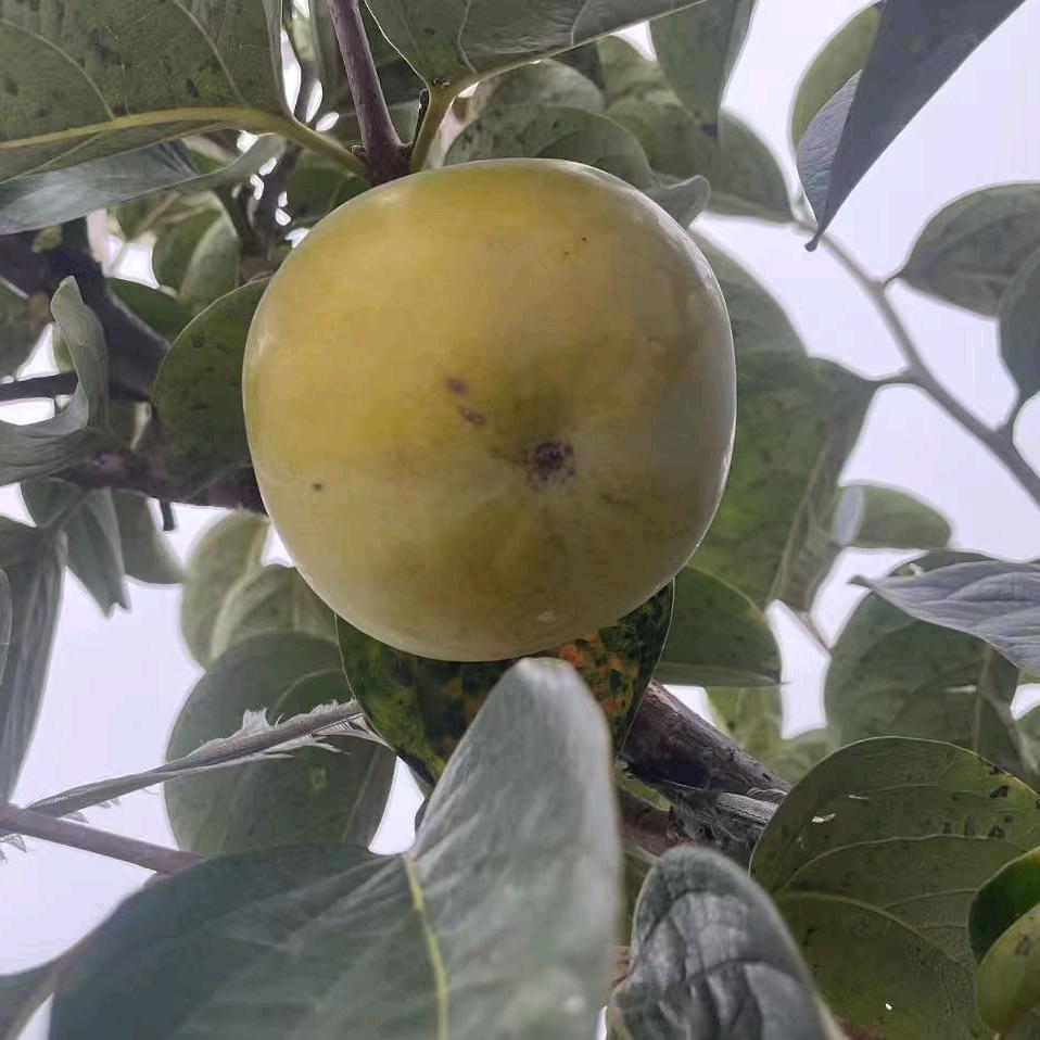 嘉兰果业代璐璐