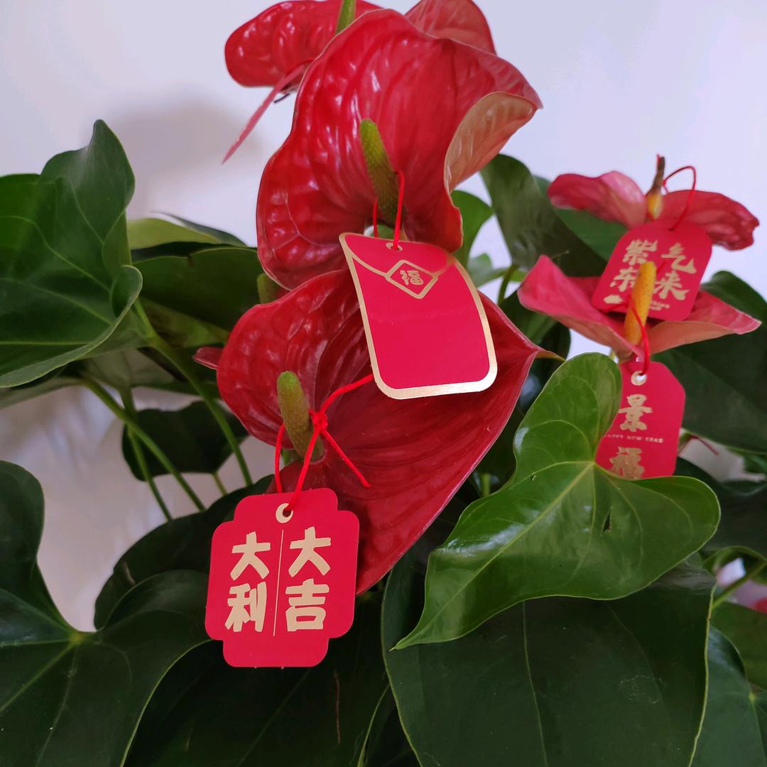 幸运草