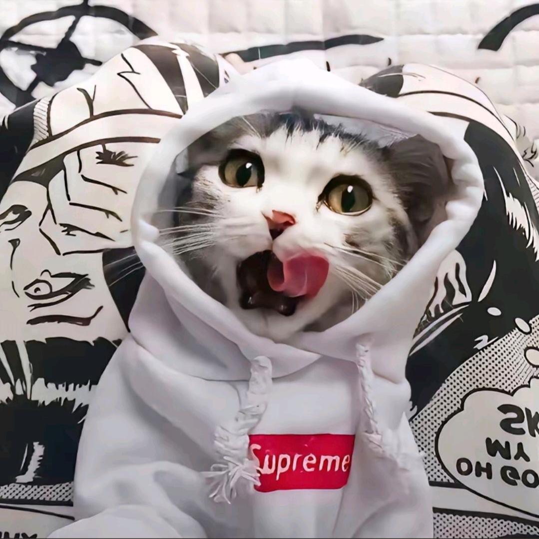 骑老蟑螂过马路被屎壳郎无证驾驶撞飞五里地