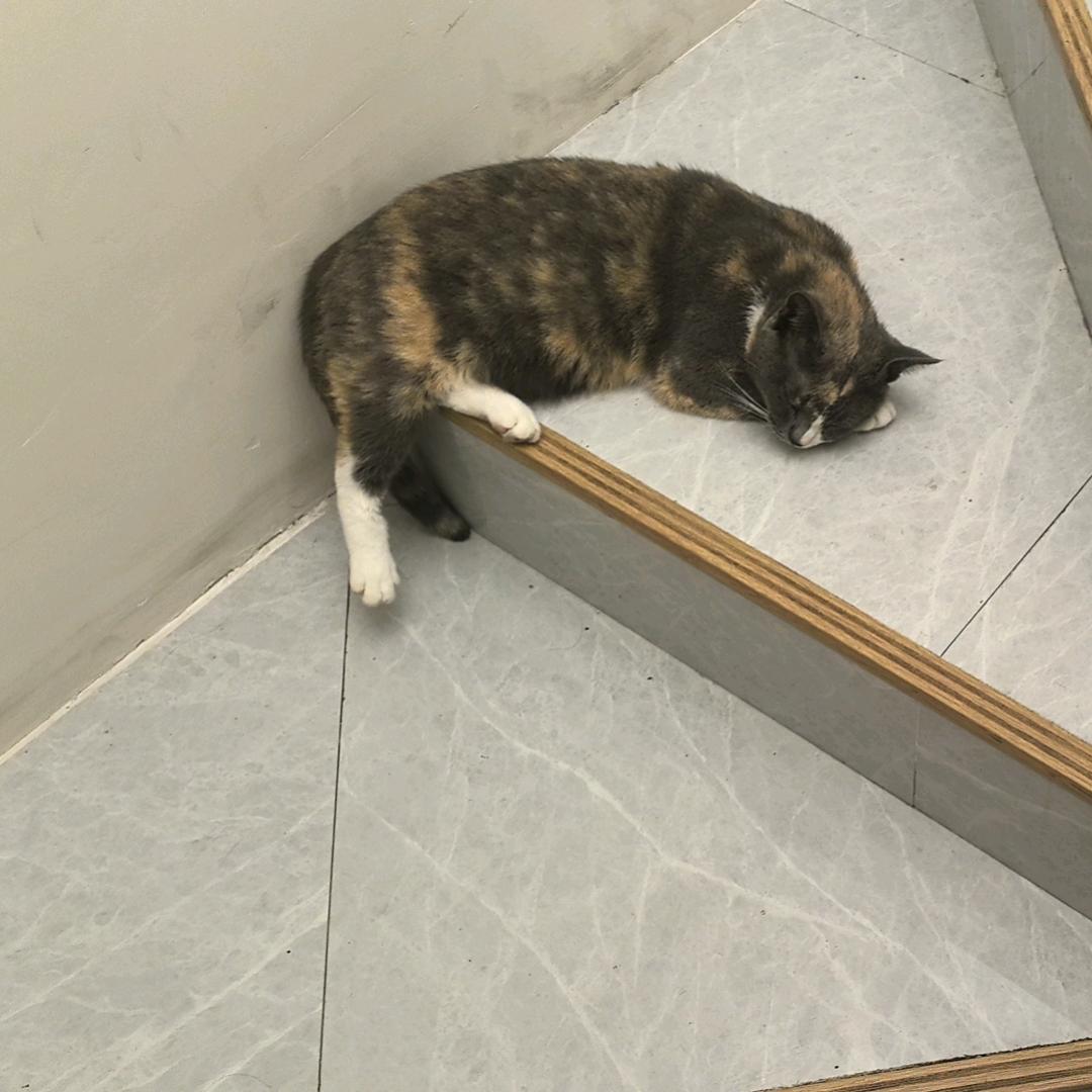 妮神（黑域撤离）