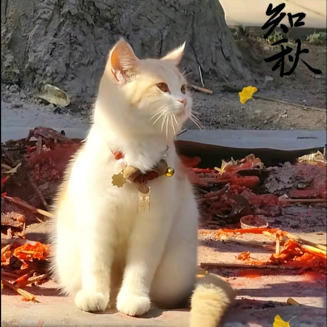 不敢当。