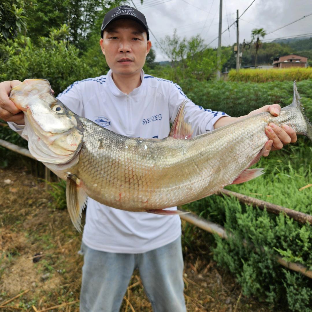 楊哥趣钓鱼
