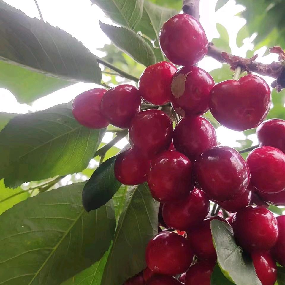 司令火箭队🚀🚀