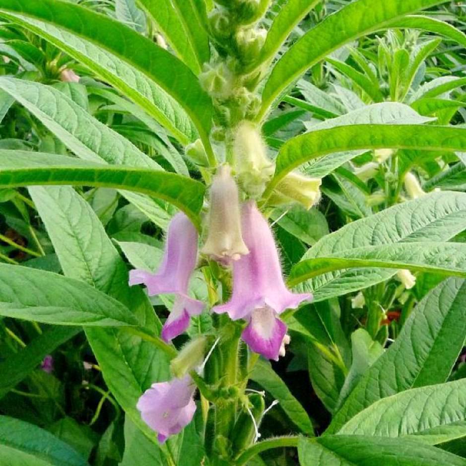 芝麻花开