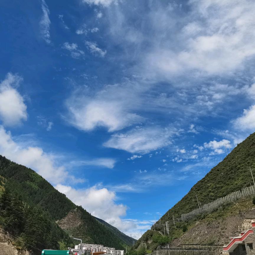 傲娇的狮子