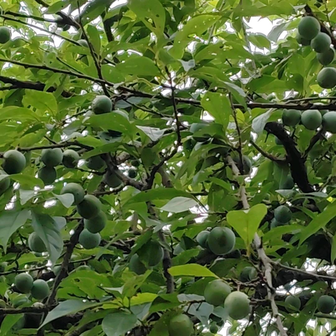 蝈