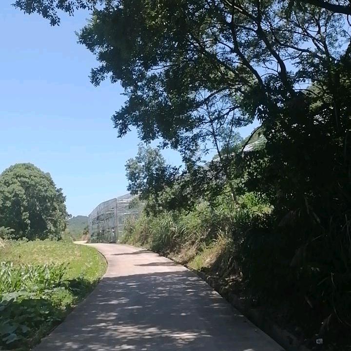 绿竹留影
