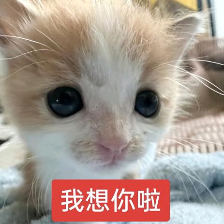 网恋对象是Gay让我帮他找男模