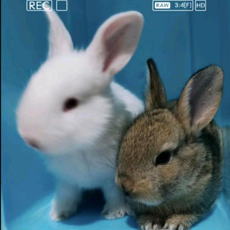 家有萌兔🐇🐇