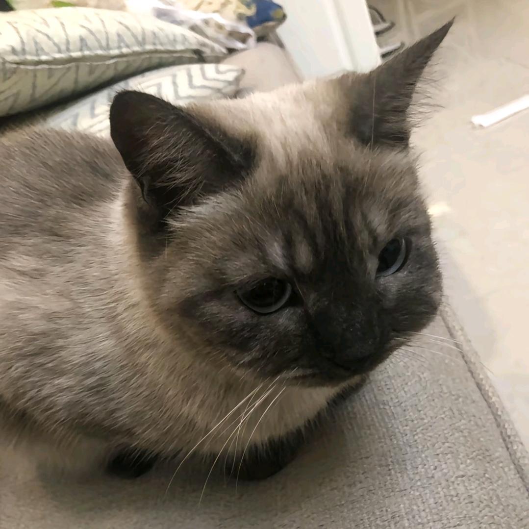 白挨我嘞猫恁近