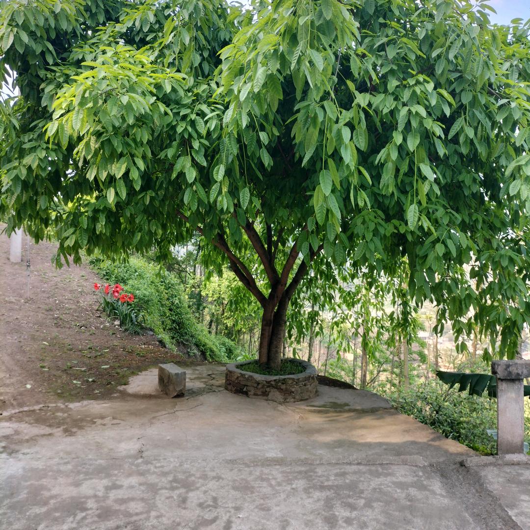 顺顺康康