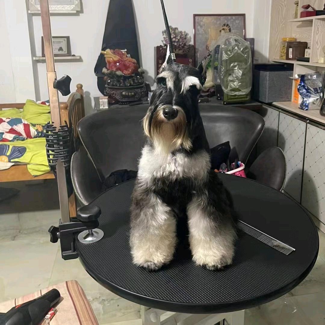 磐赢雪纳瑞小微