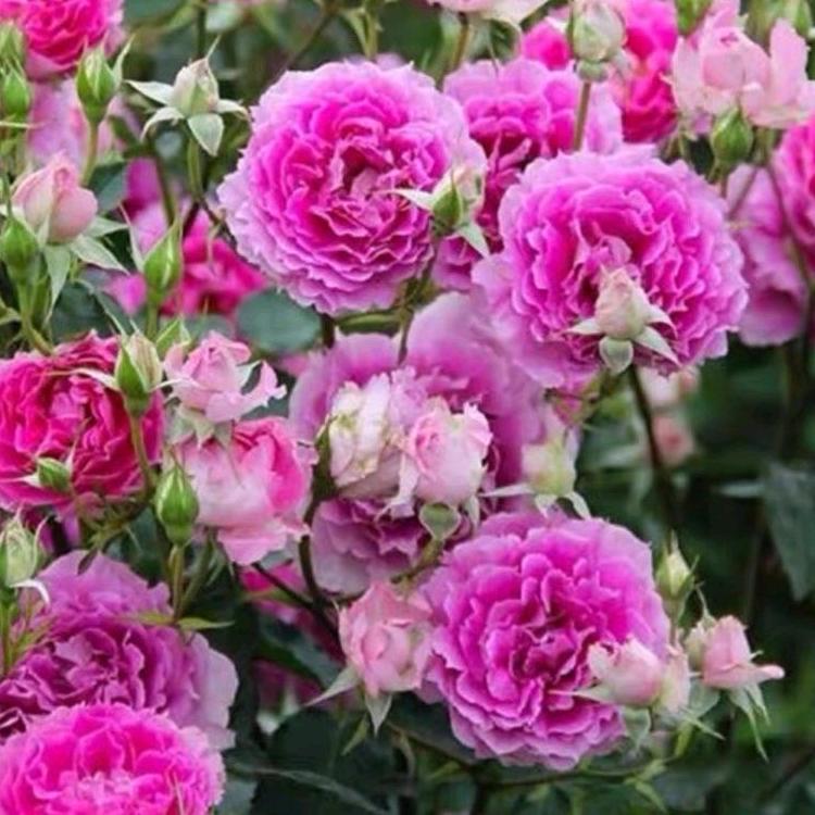 煊煊十字绣鞋垫