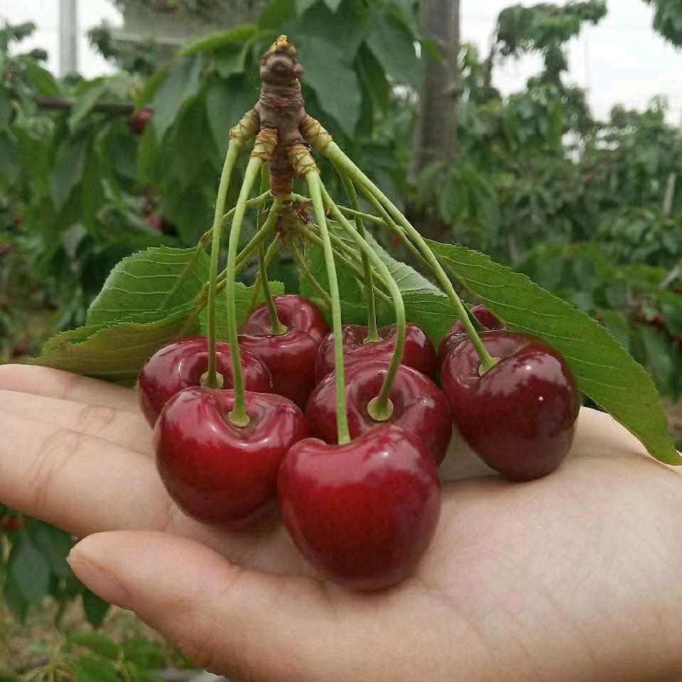 濮阳酵素大甜樱桃