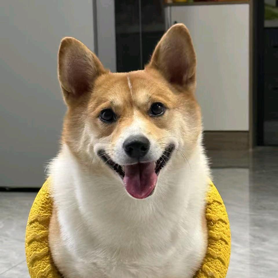 程崽