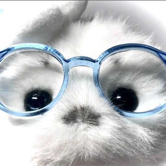 猫猫老板.