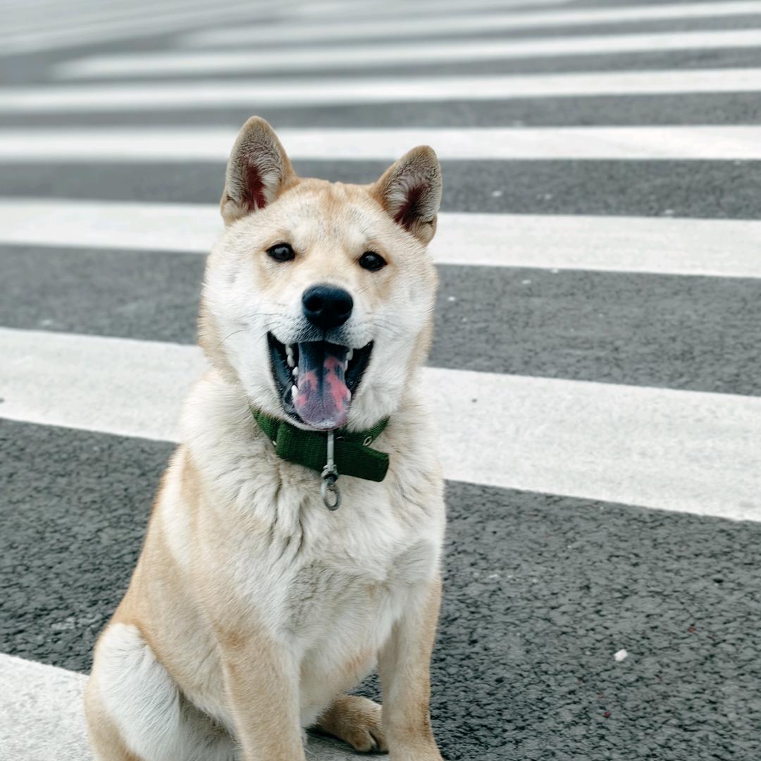 田园犬【福❤️袋】