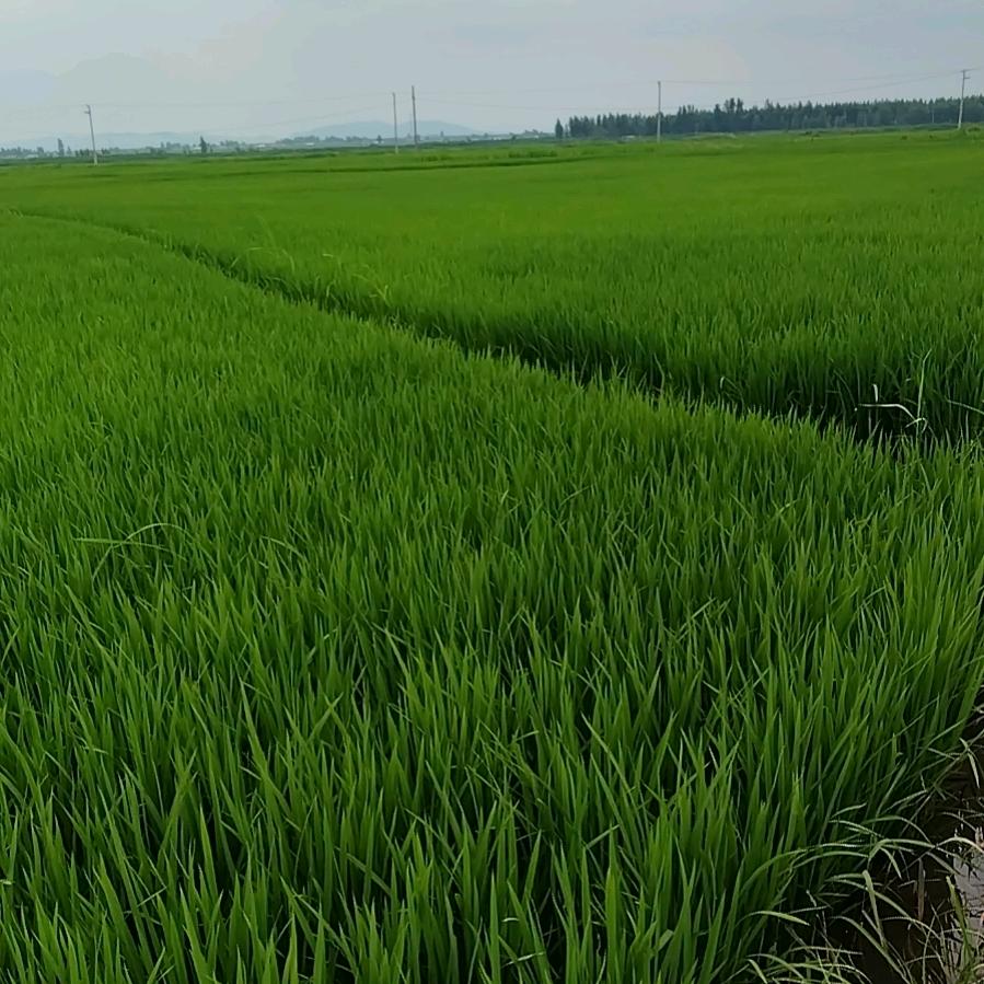 黑猪《农村老哥》