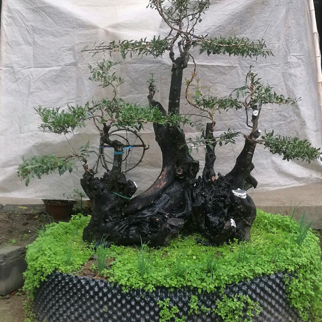 盆景造型