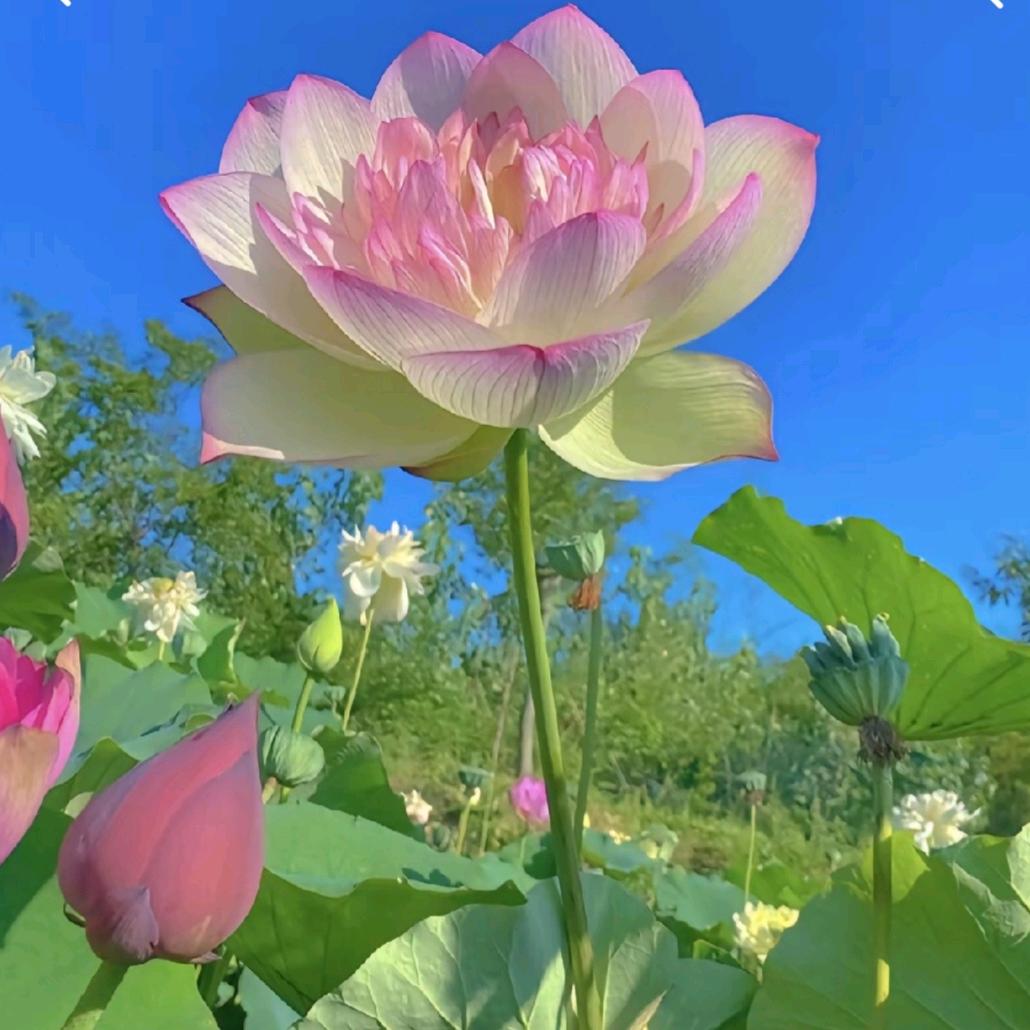 露露小企鹅