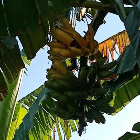 三餐难求