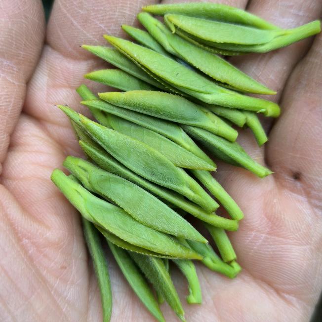 云顶茶农（冷姐姐）