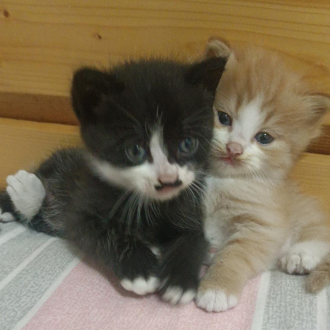 一只狸花压海棠