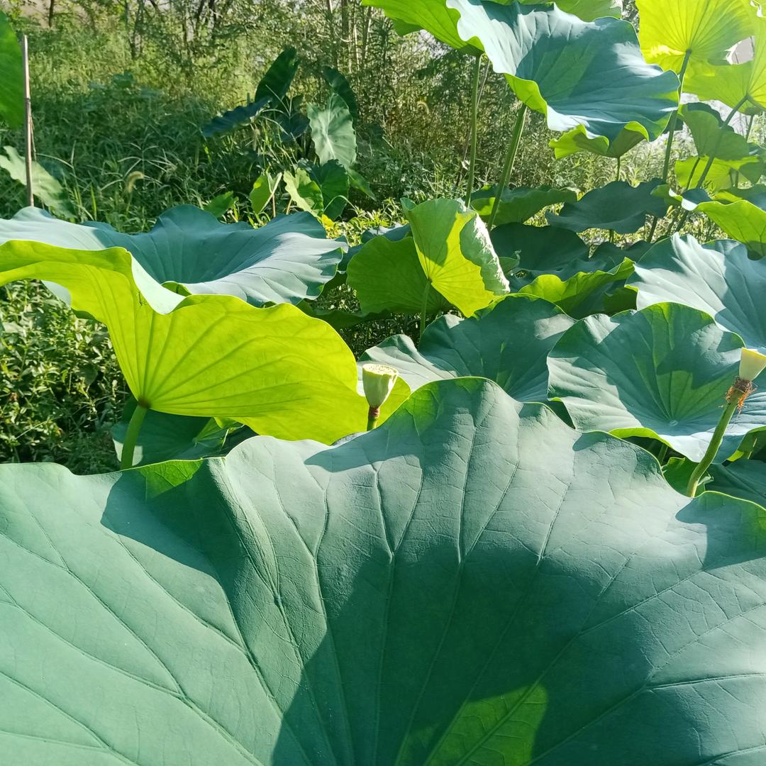 清滢
