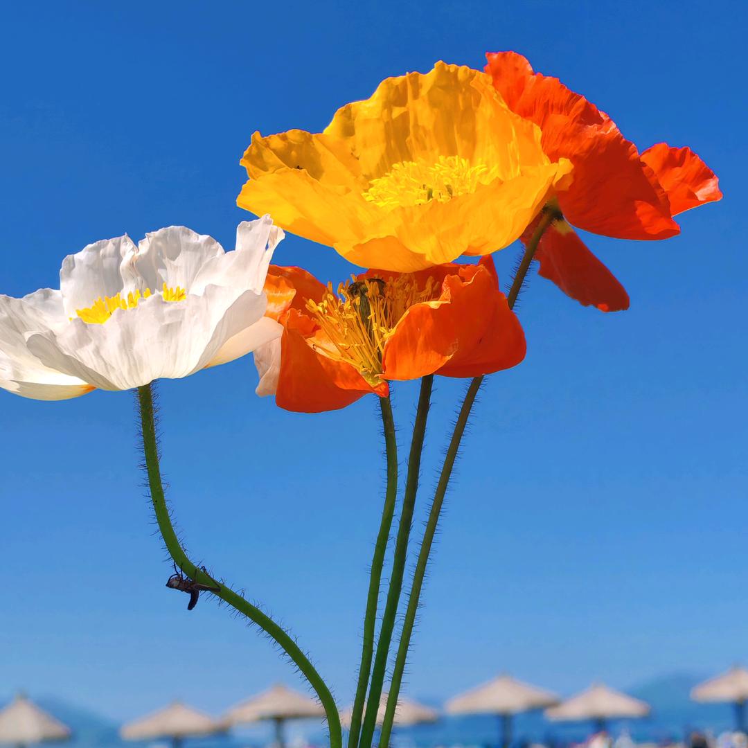 紫菱