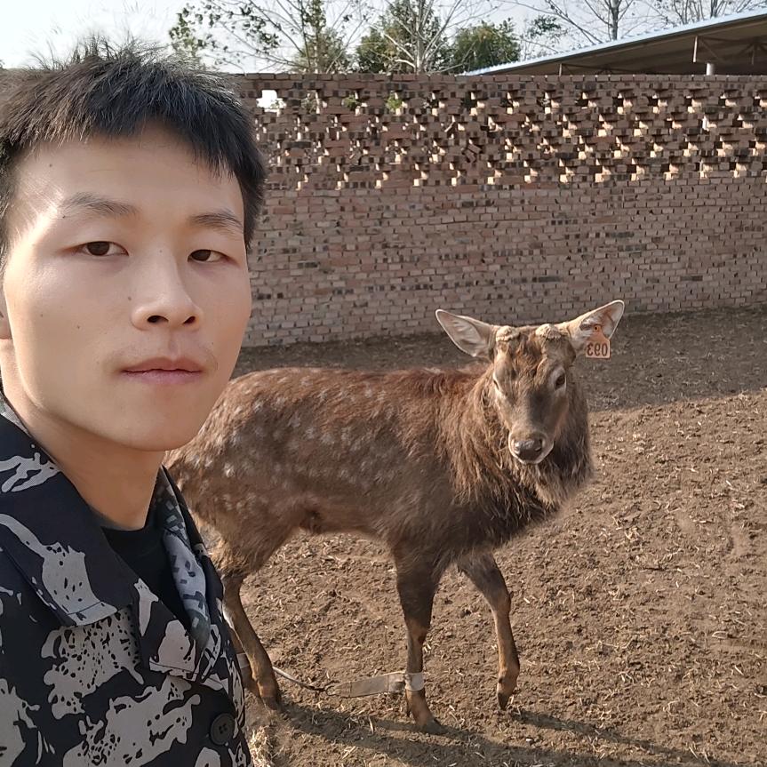 邓州梅花鹿丁鹏飞